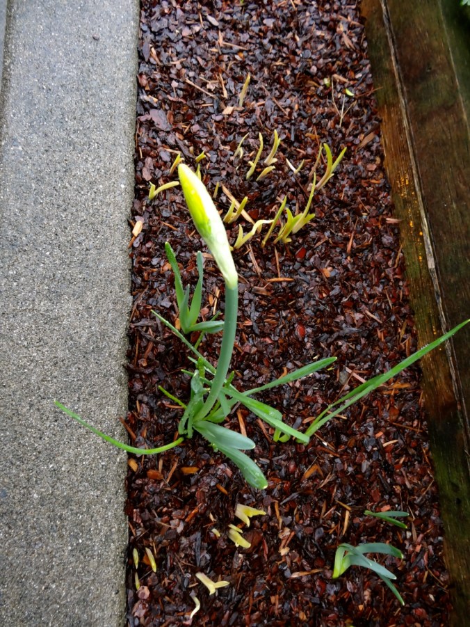 First bloom of spring