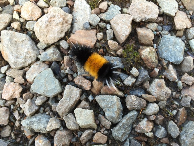 One of Alaska's creepy crawlies